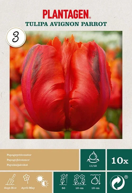 Tulipa Parrot Avignon Parrot