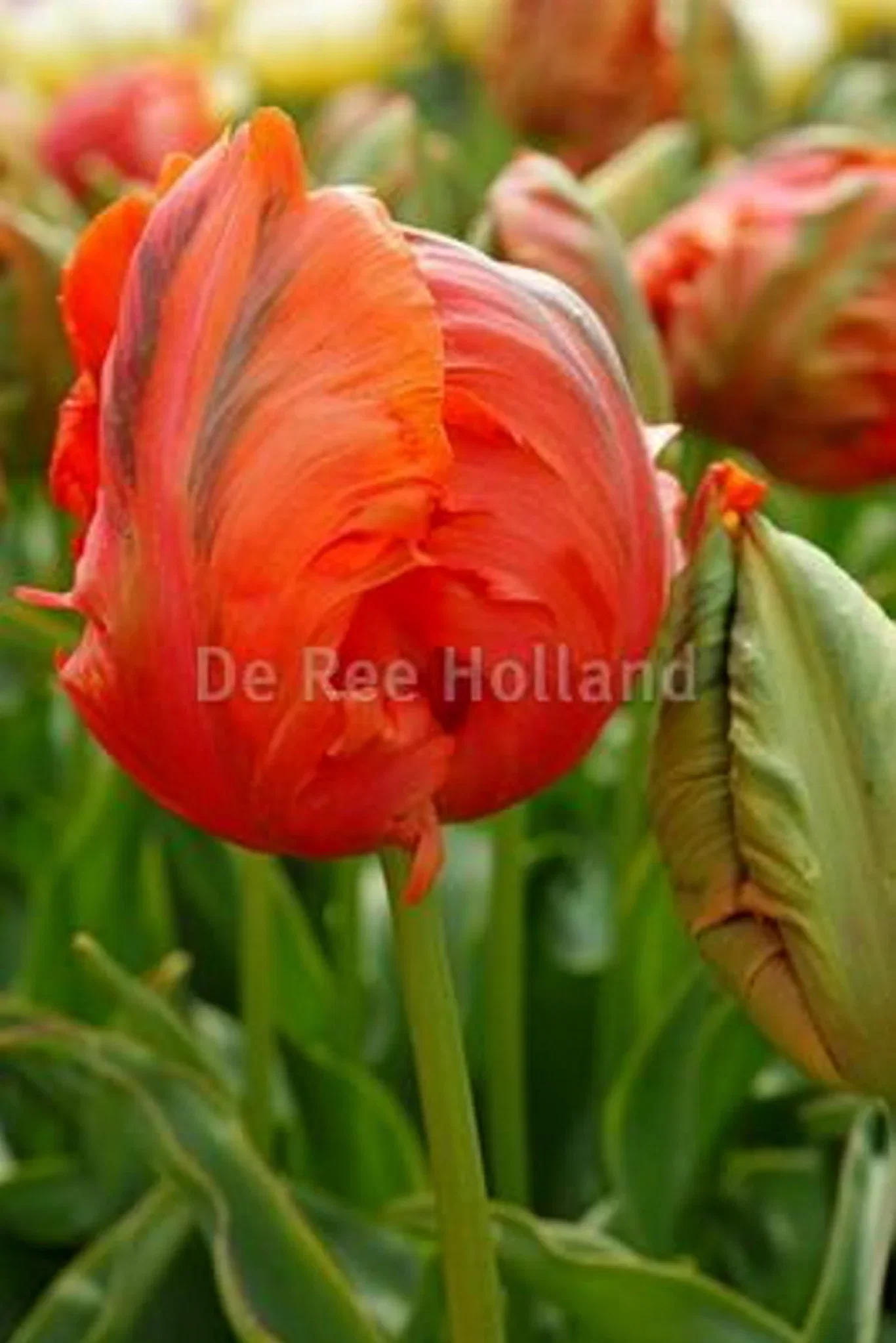 Tulipa Parrot Avignon Parrot
