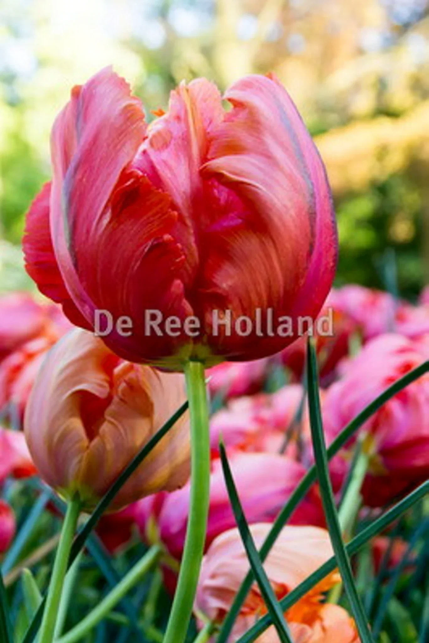 Tulipa Parrot Avignon Parrot