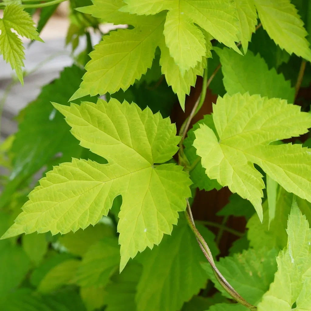 Humulus lupulus 'Nordbrau' 15cm
