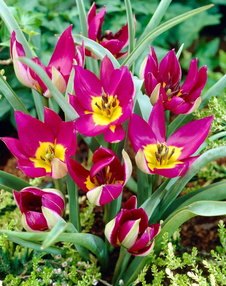 Tulipa Botanical Humilis Persi
