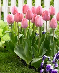 Tulipa Darwin Hyrbid Mystic van Eijk - 15 bulbs