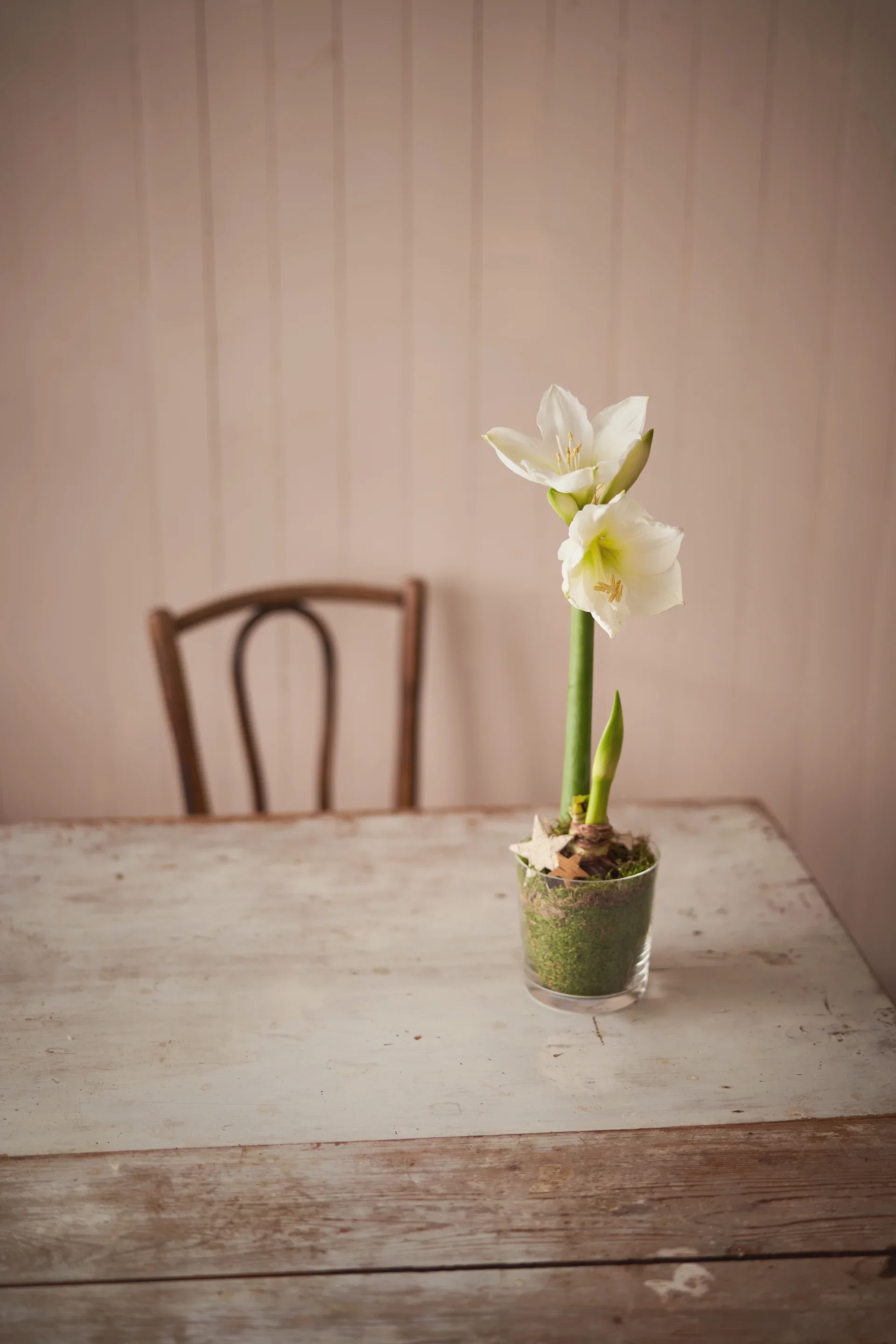 Green moss in plastic bag