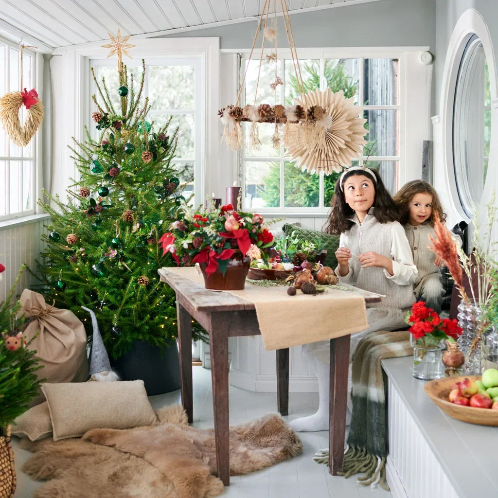 Picea abies 120-170 cm