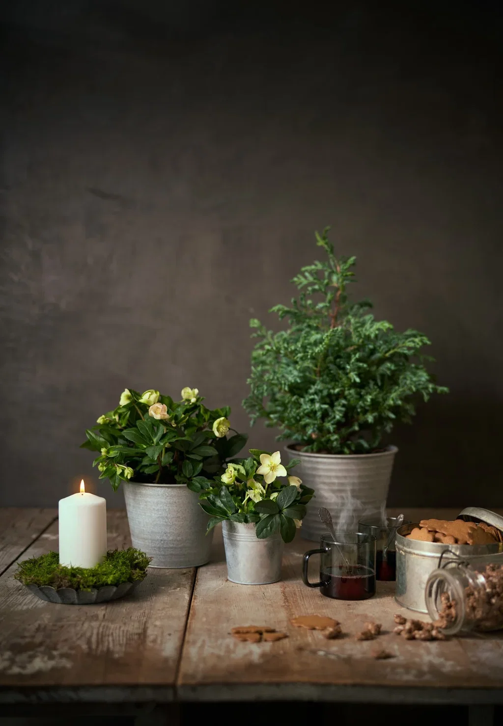 Helleborus n. 'Christmas Carol' 14 cm