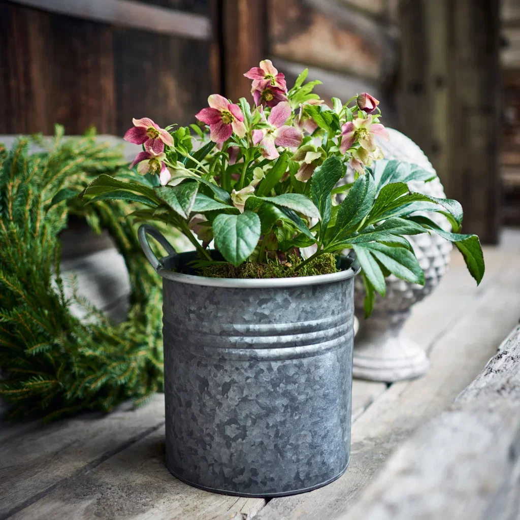 Helleborus 'Viv Victoria' 17 cm