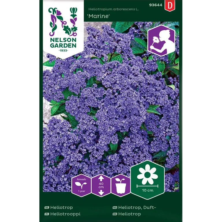 Dufteheliotrop 'Marine'