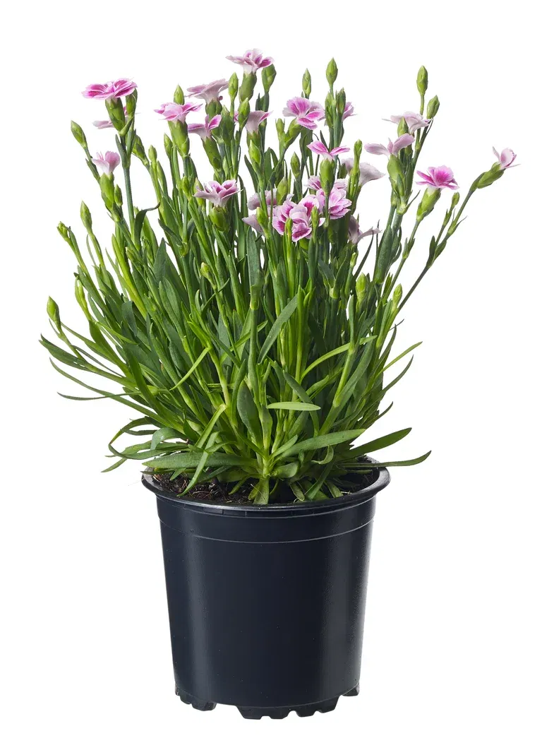Dianthus 'Pink Kisses' 10,5 cm