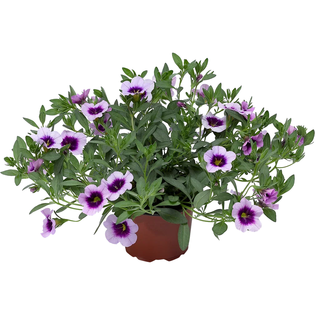 Calibrachoa Purple 12 cm