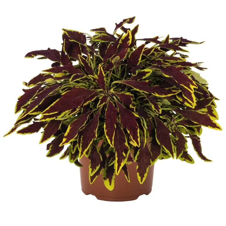 Coleus 'Le Freak' 12 cm