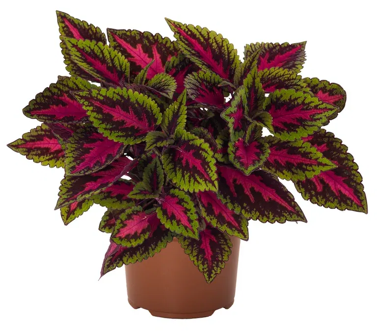 Coleus 'Ruby Road' 12 cm