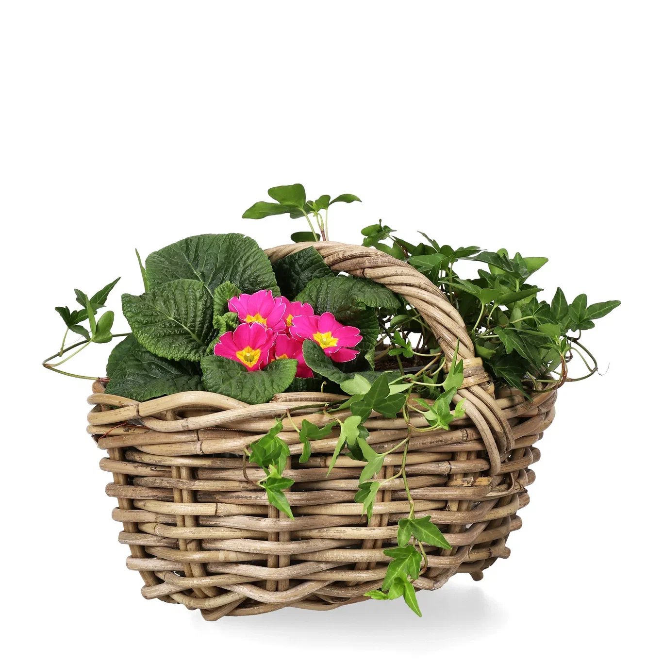 Primula vulgaris 10,5 cm