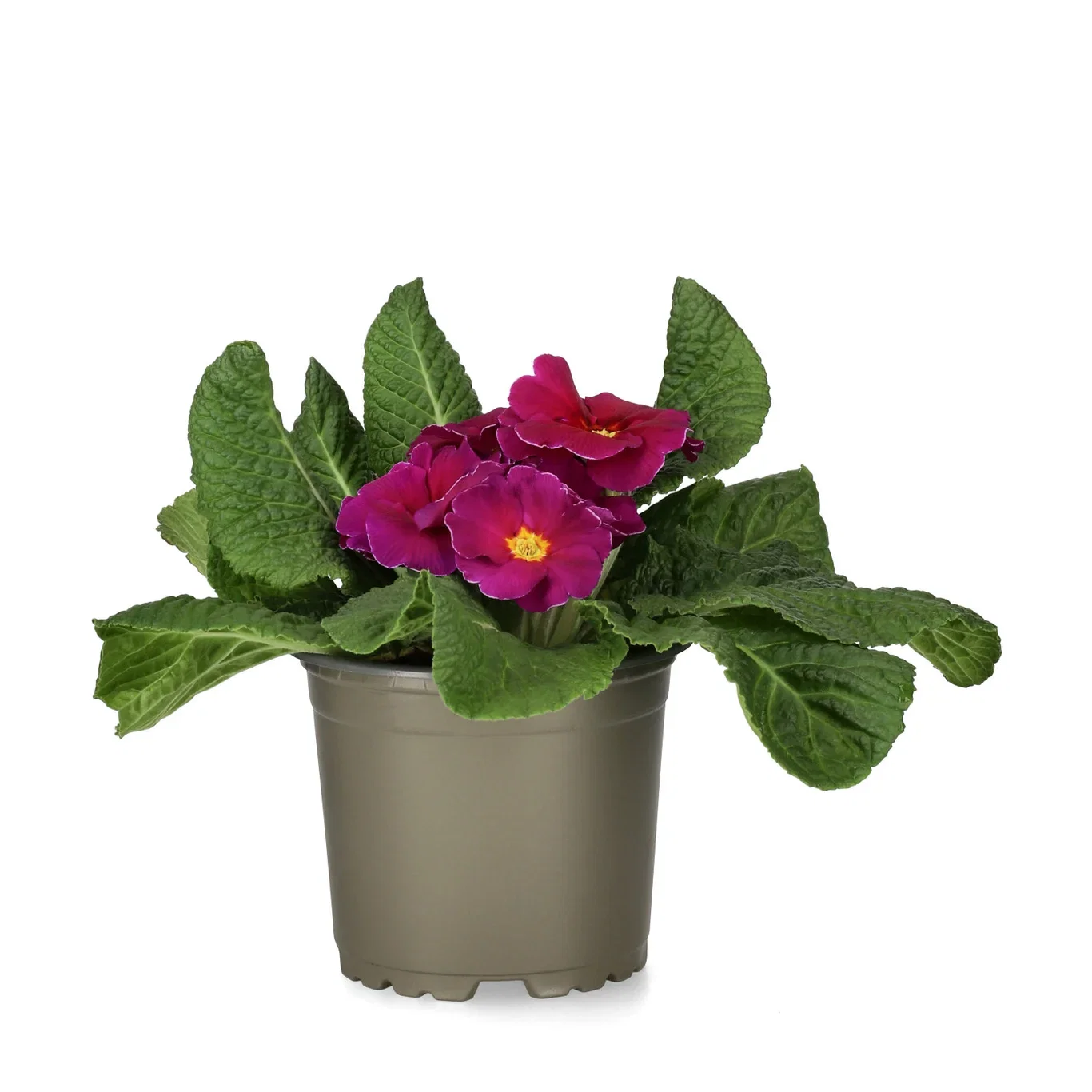 Primula vulgaris 10,5 cm