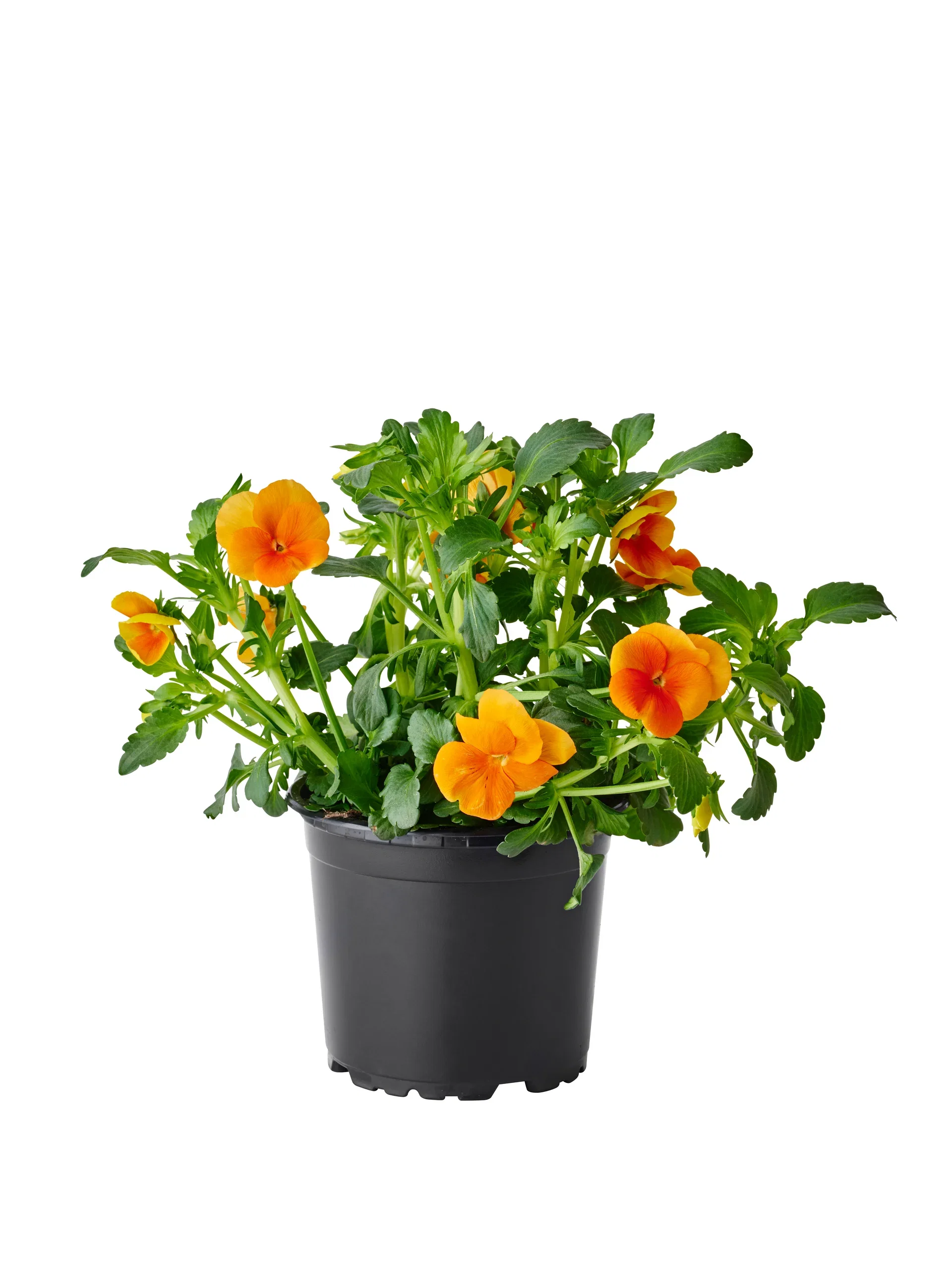 Viola small fl. Yellow/Orange 12 cm