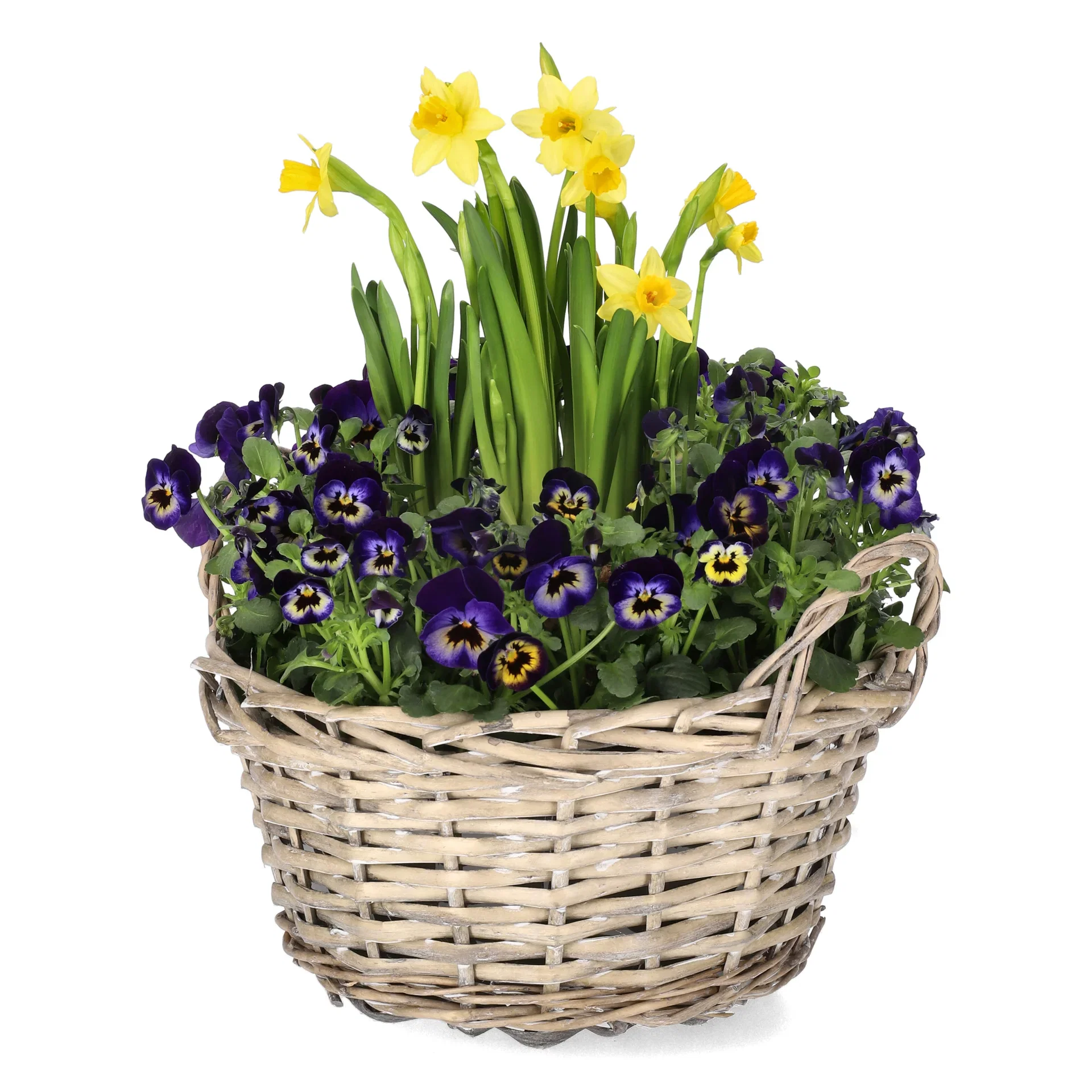 Romantic G. Viola, Narciss Blue bowl 21 cm