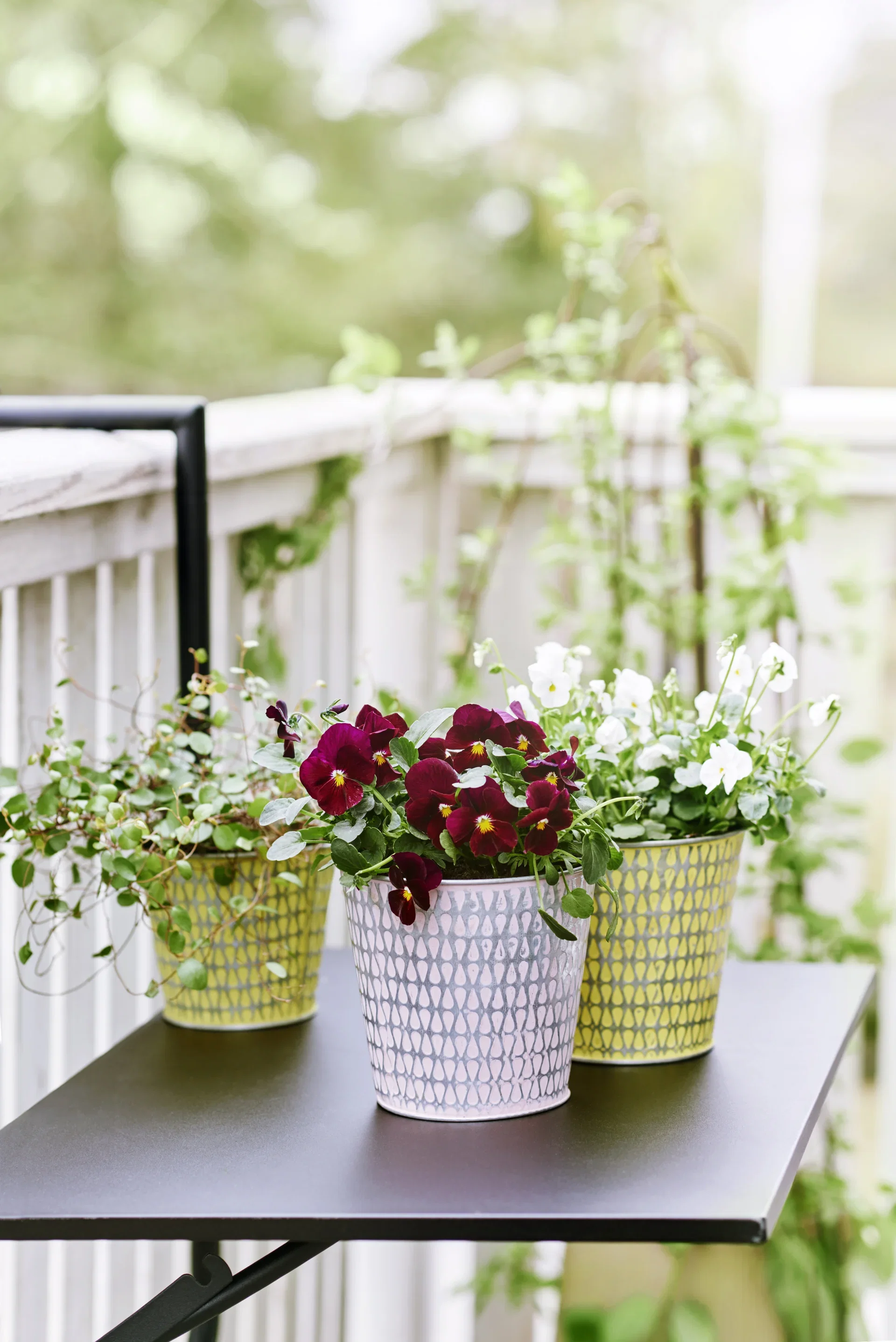 Viola small fl. White 12 cm