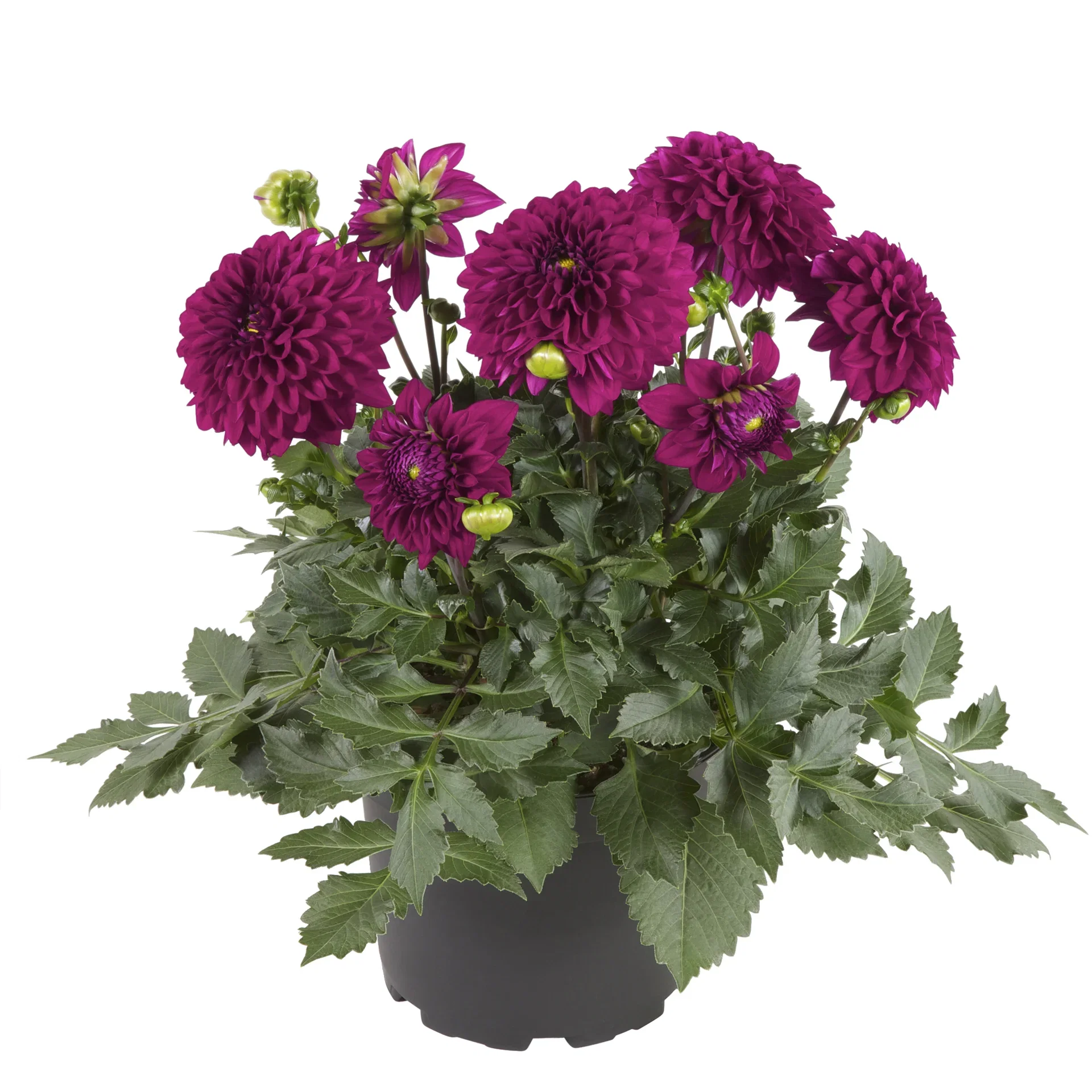Dahlia green leaf, double fl. Purple 19 cm