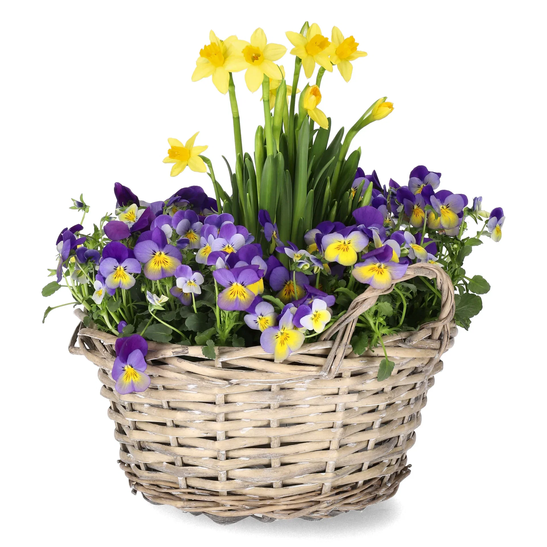 Romantic G. Viola, Narciss Bicolor bowl 21 cm