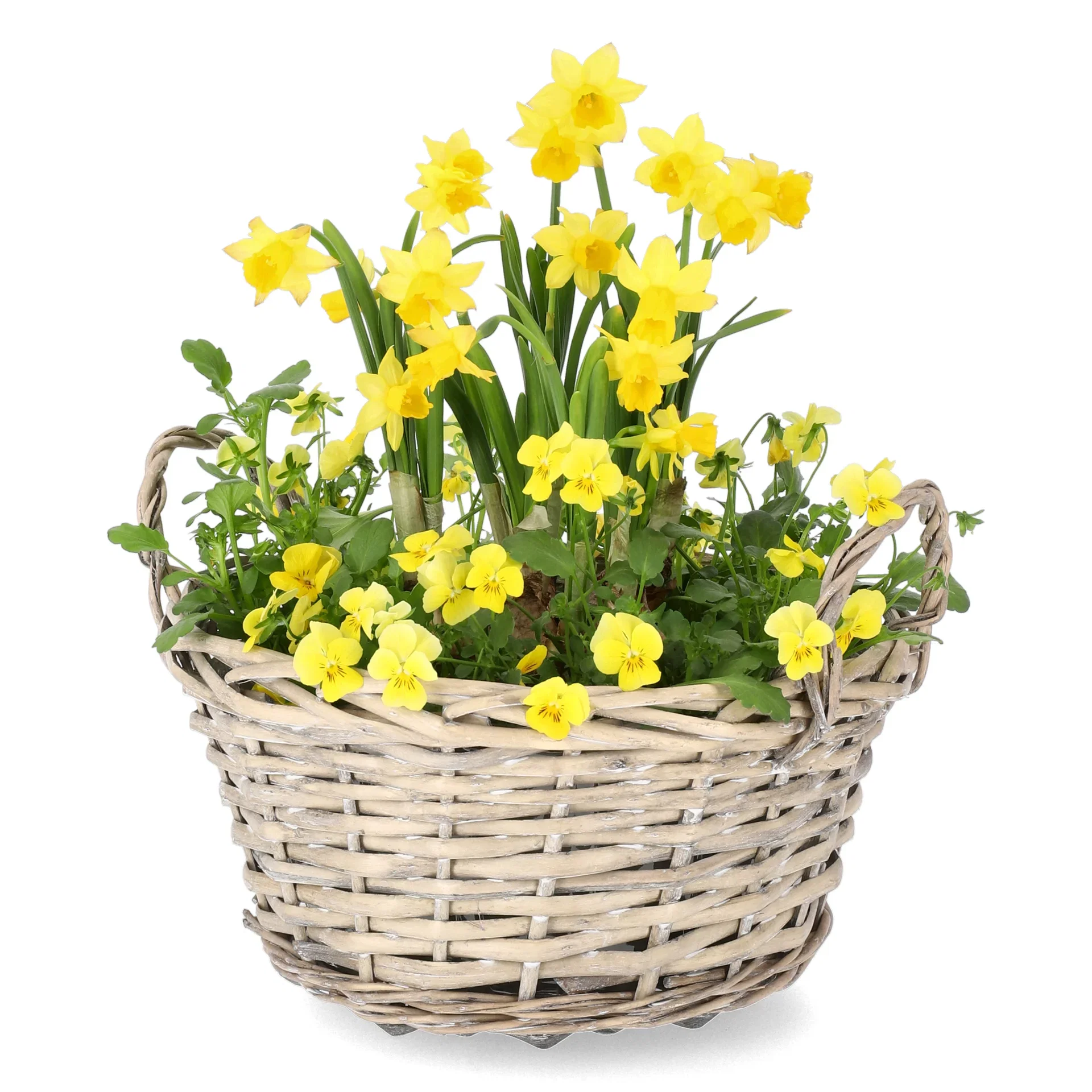 Romantic G. Viola, Narciss Yellow/Orange bowl 21 cm