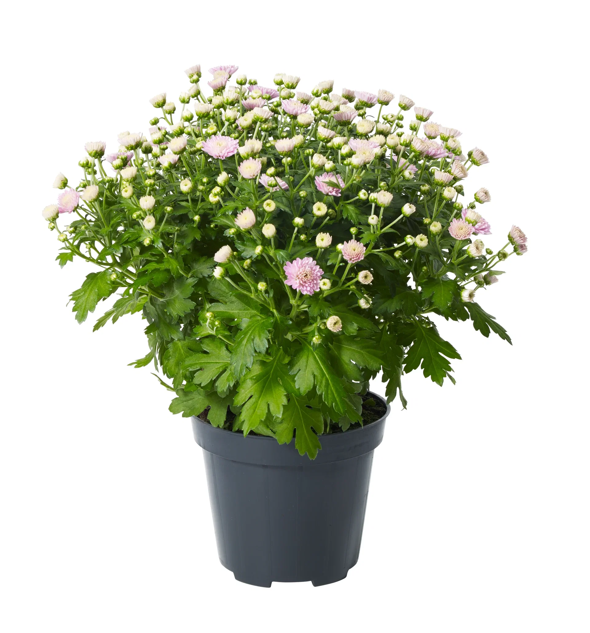 Chr. ind. Pink 12 cm