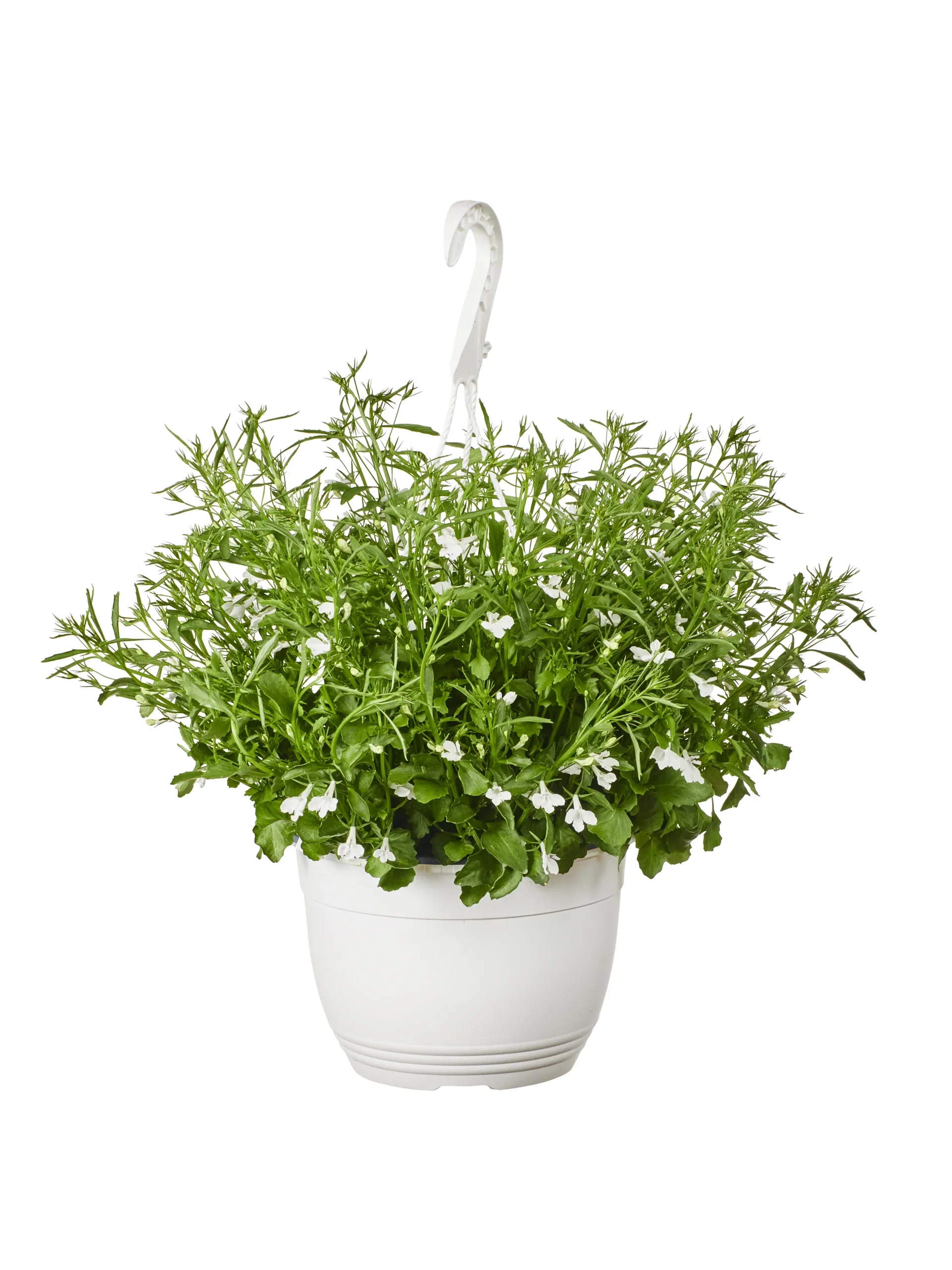 Lobelia h. basket White 22 cm