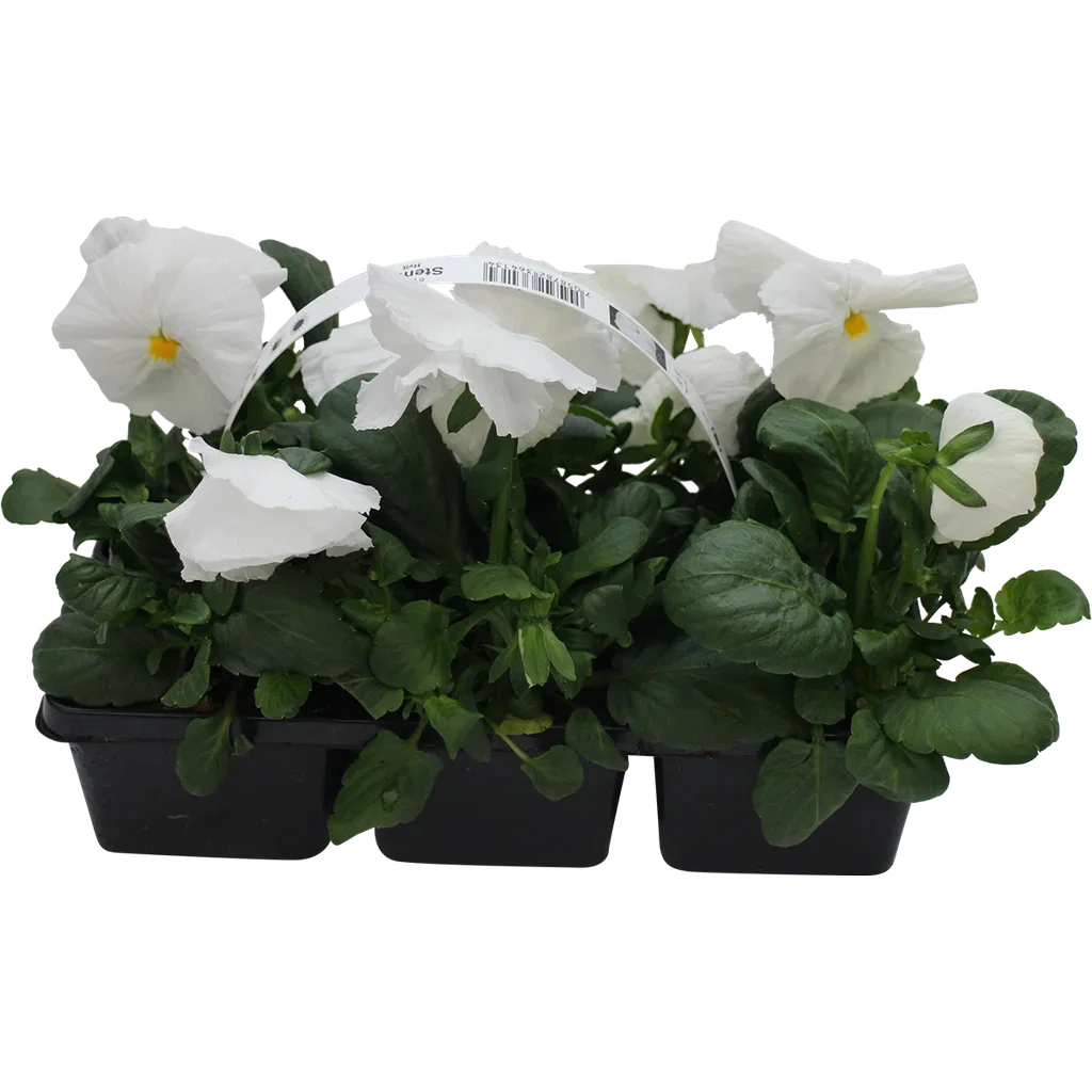 Viola big fl. White 6-pack