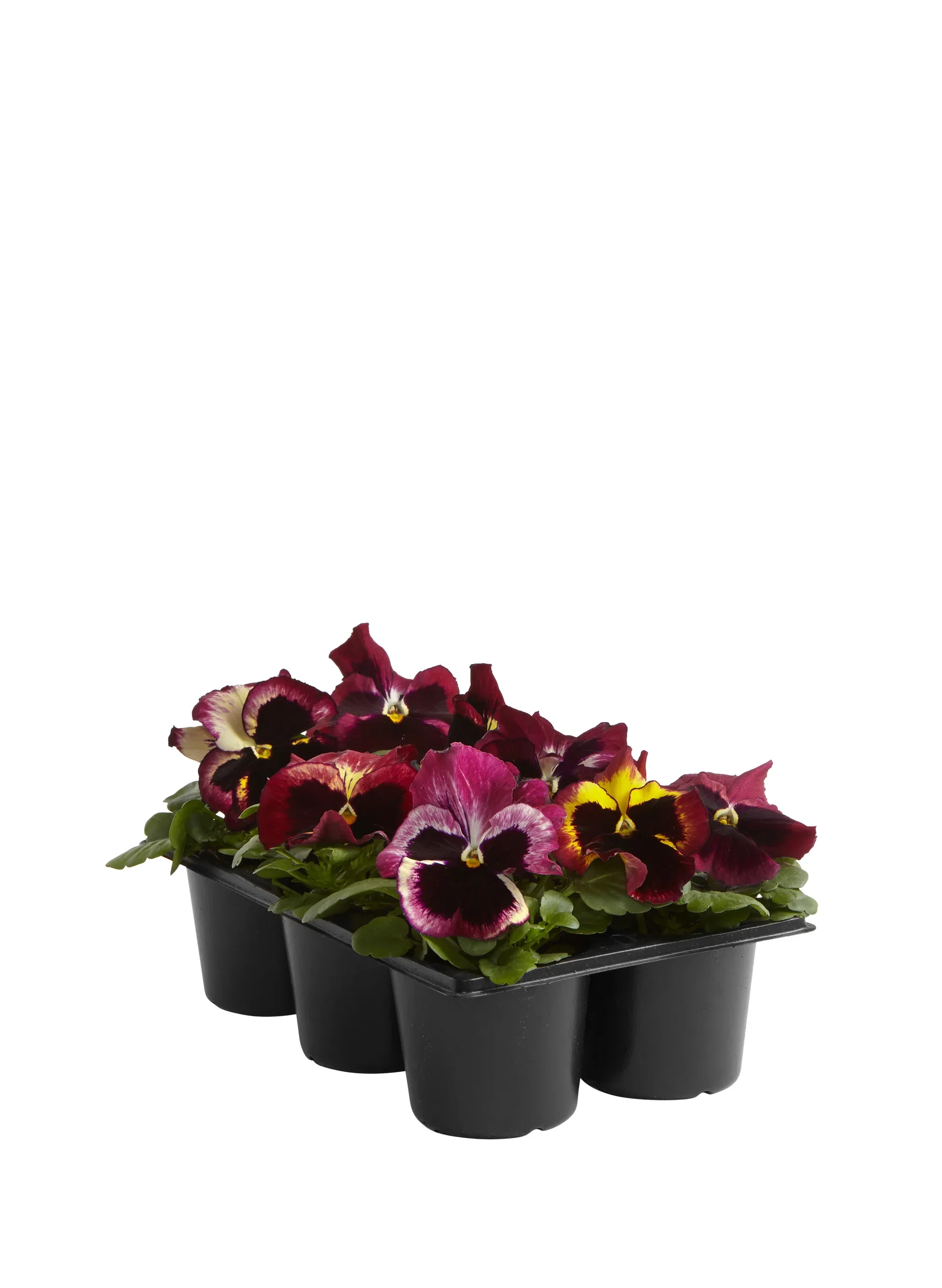 Viola big fl. Red fl. 6-pack