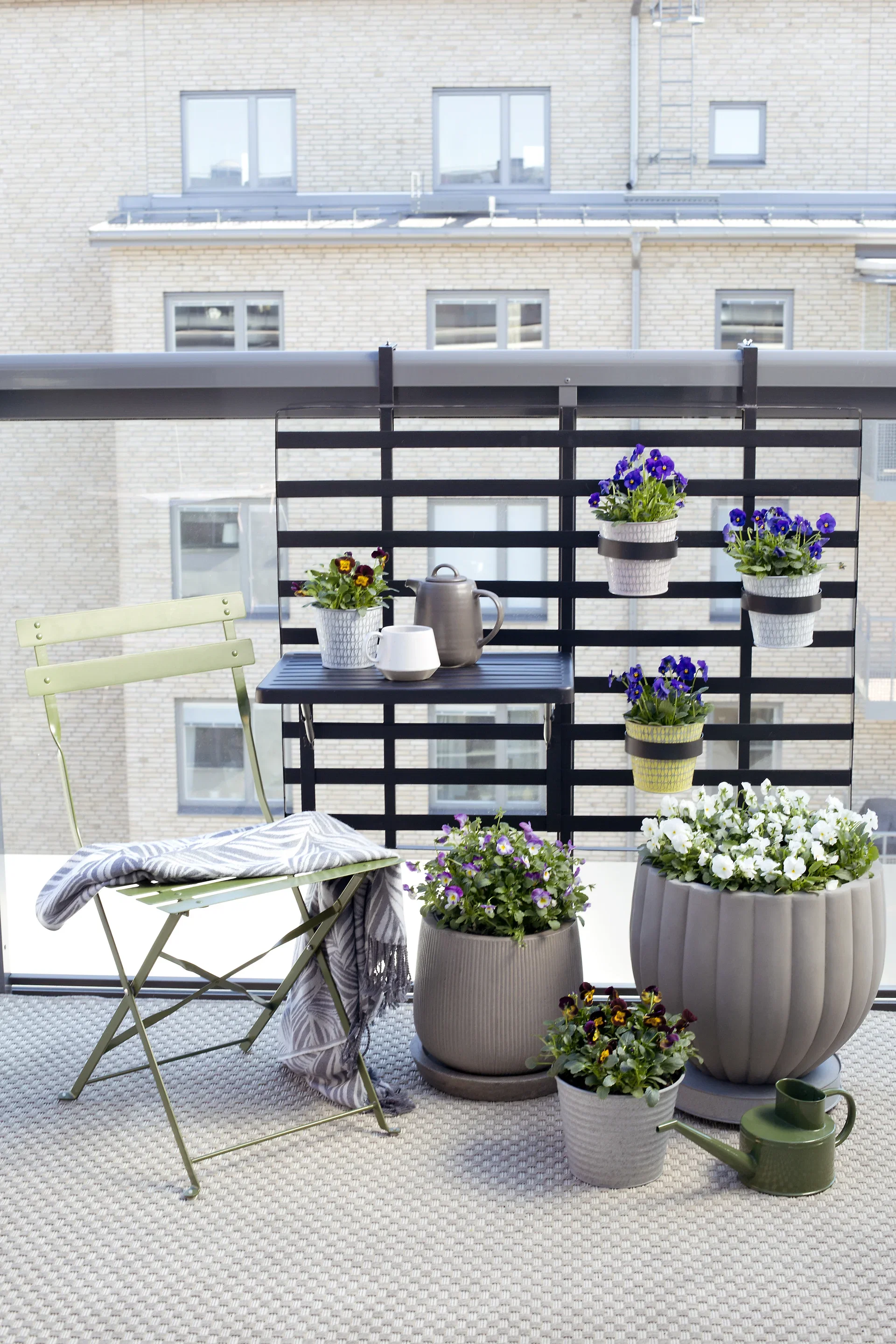 Viola big fl. White 6-pack