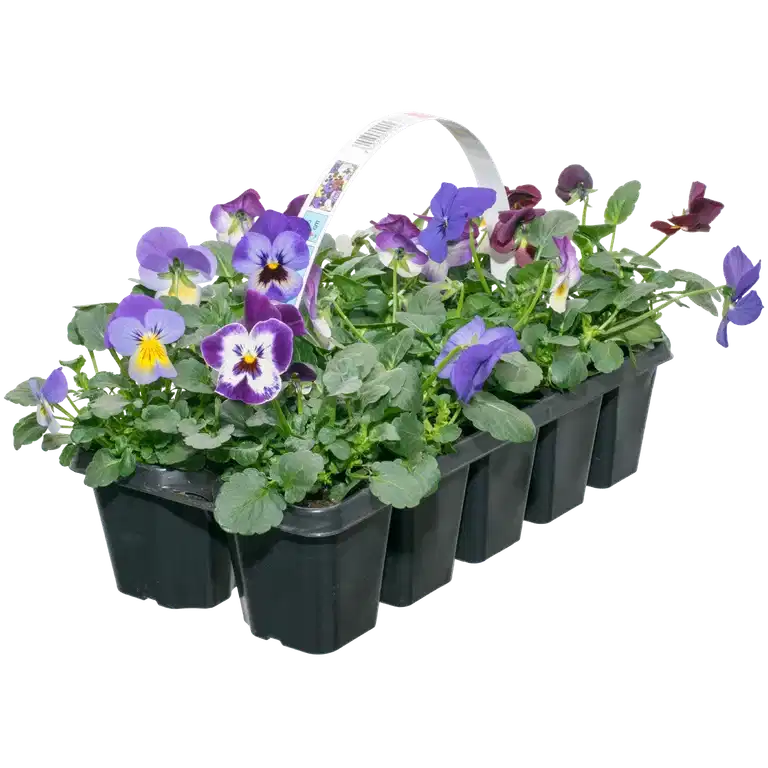 Stemor småblomstret