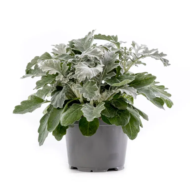 Senecio cineraria Silver 12 cm