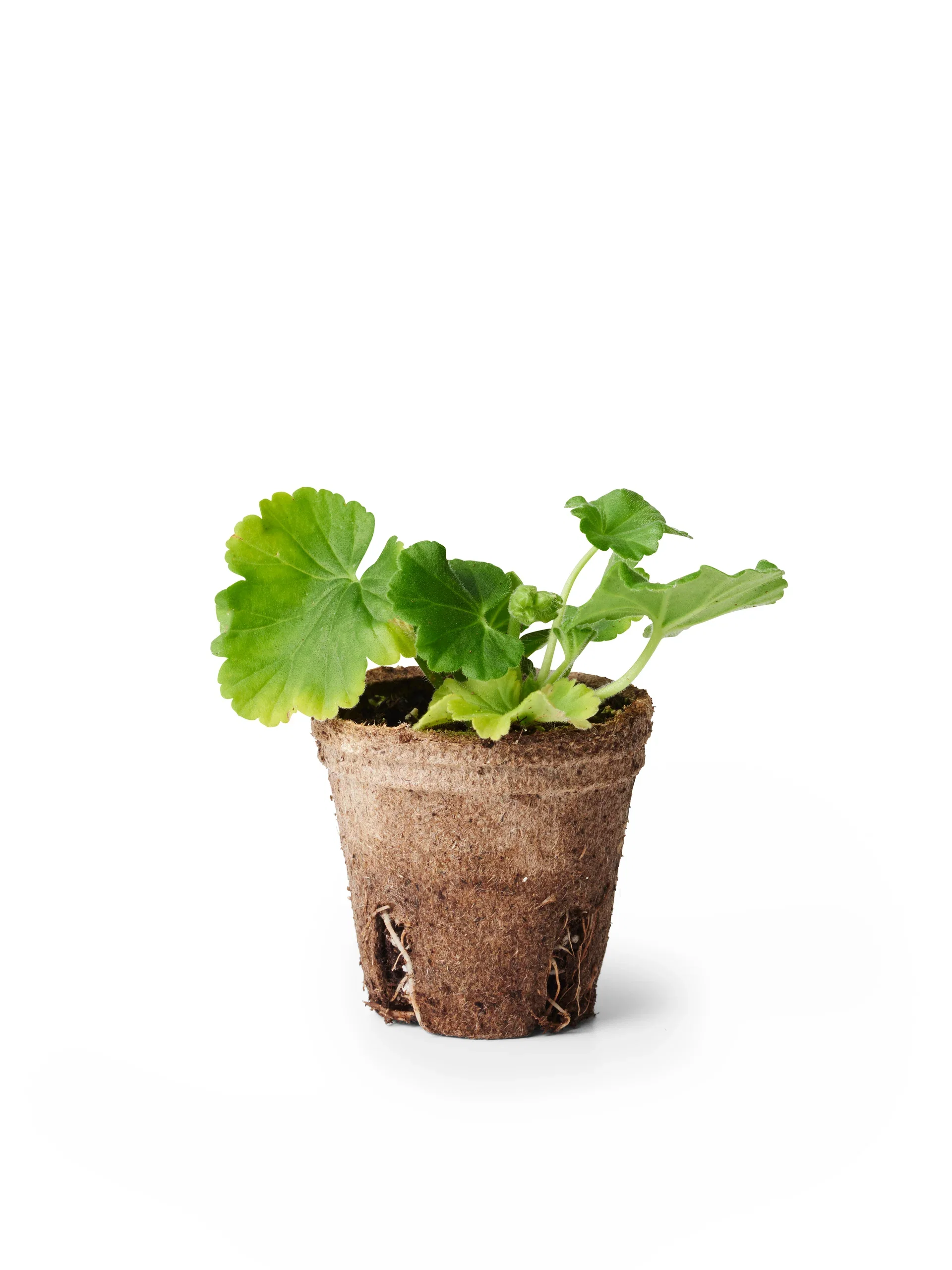 Pelargonium hortorum 6 cm