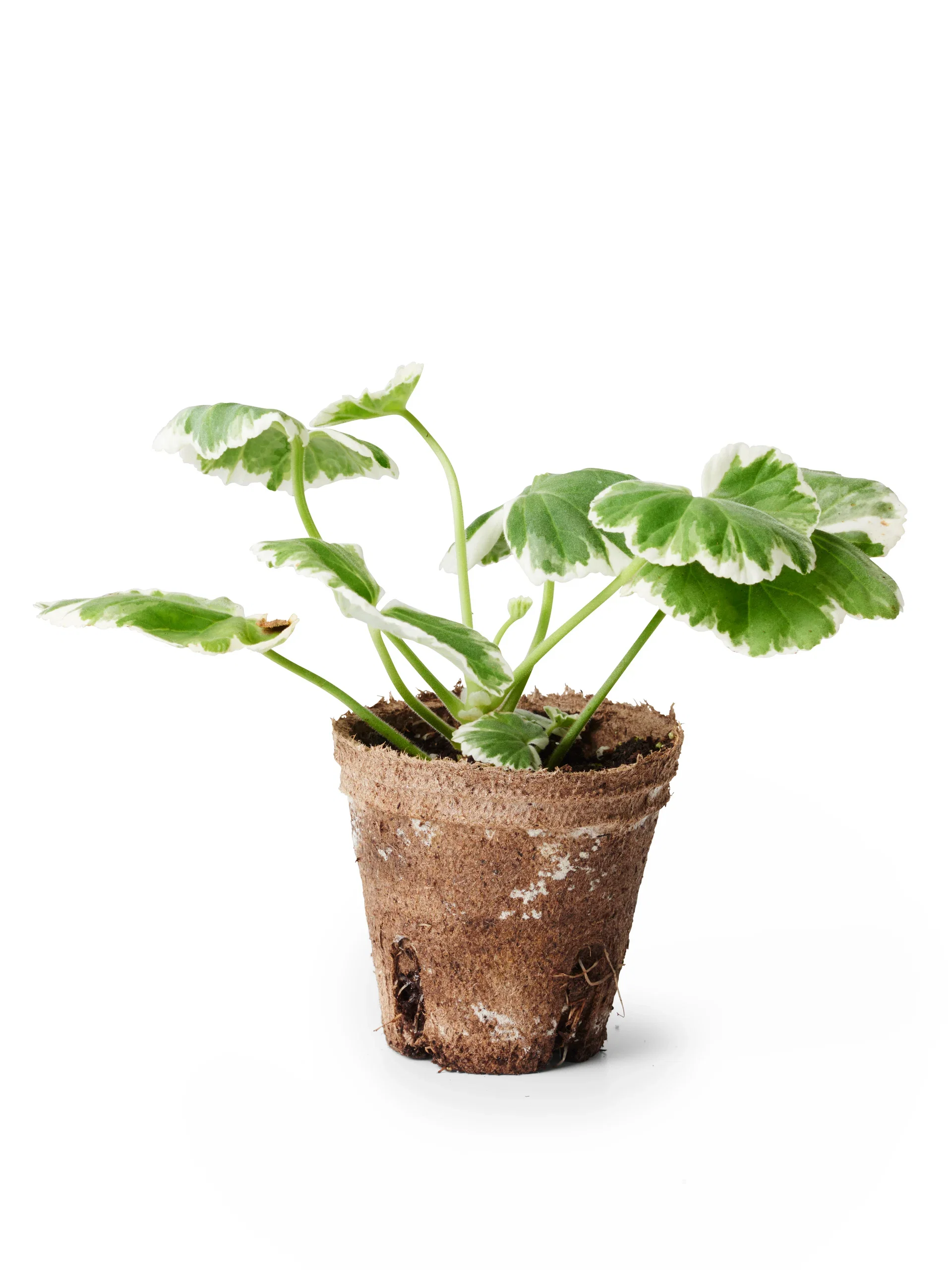 Pelargonium hortorum 6 cm