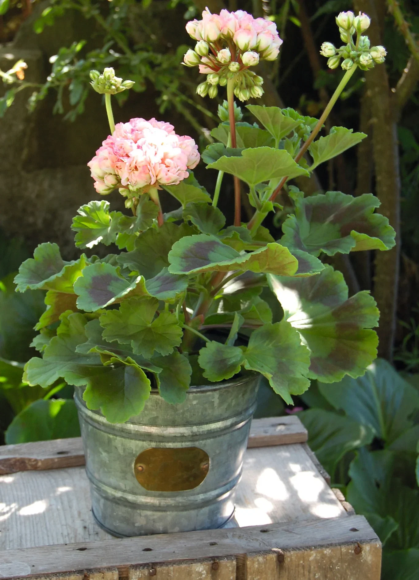 Pelargonium hortorum 6 cm