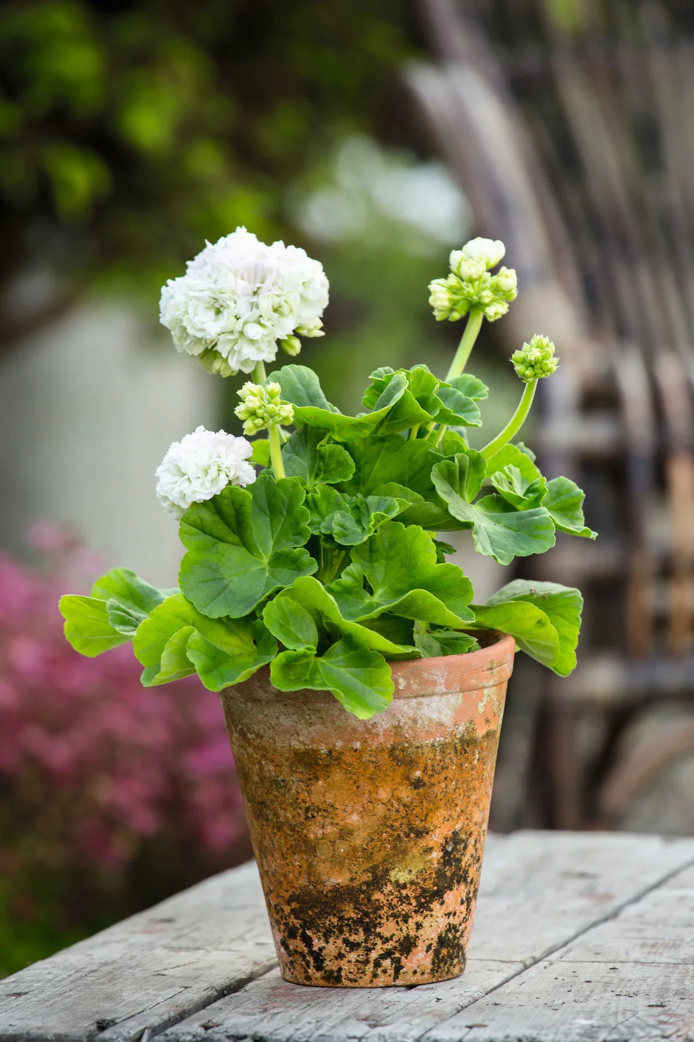 Pelargonium hortorum 6 cm