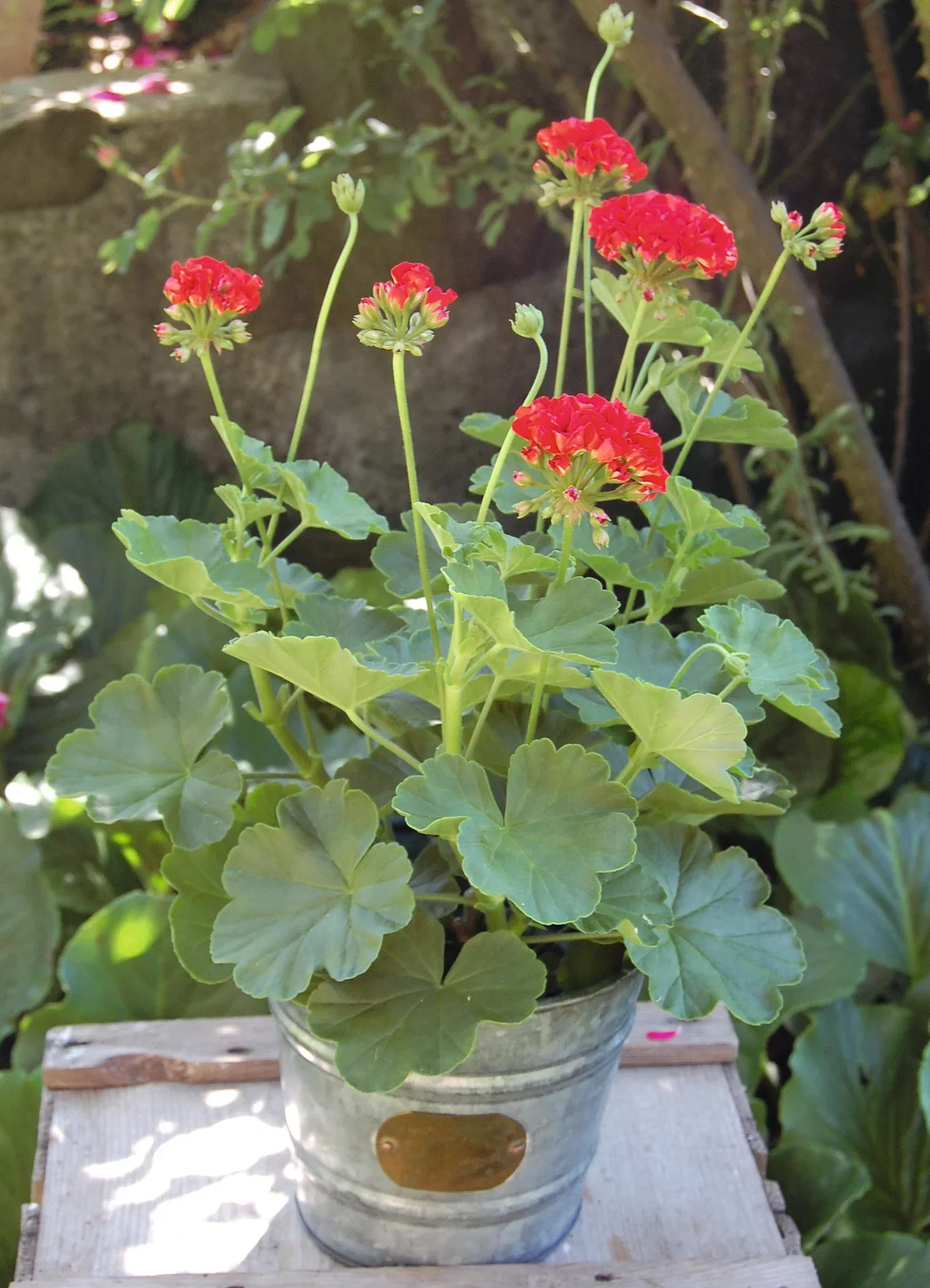 Pelargonium hortorum 6 cm