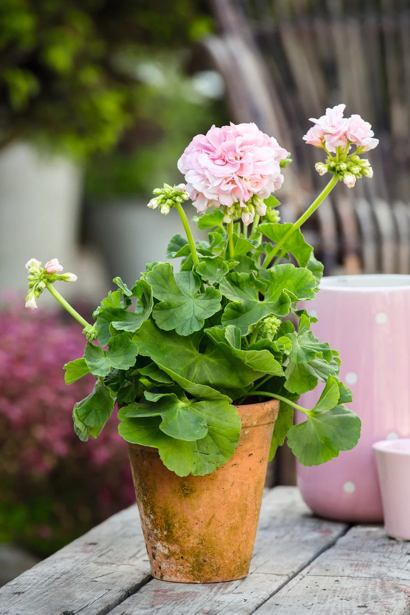 Pelargonium hortorum 6 cm