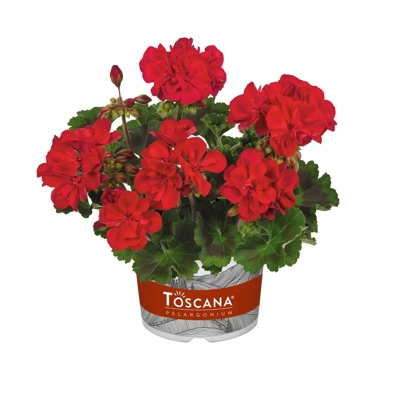 Pelargonium hortorum 6 cm