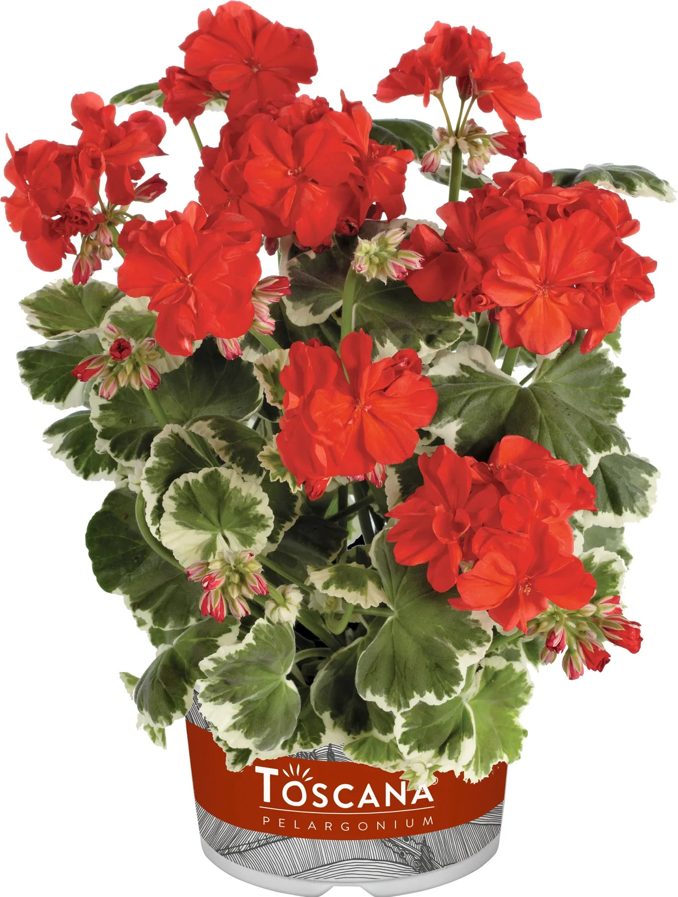 Pelargonium hortorum 6 cm