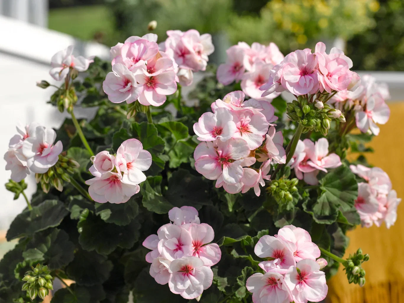 Pelargonium hortorum 6 cm