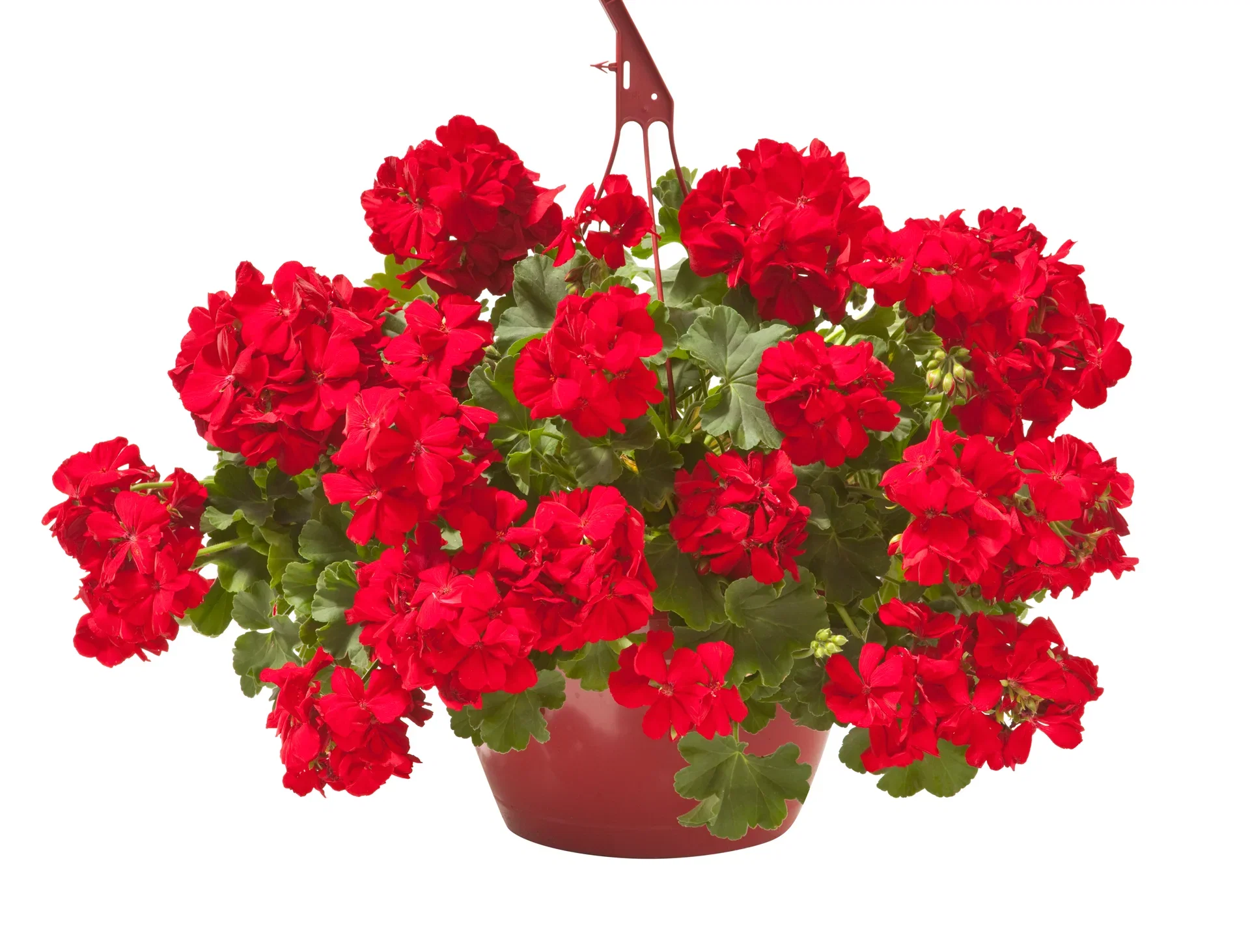 Kjærlighetspelargonia 'Dark Red' i ampel