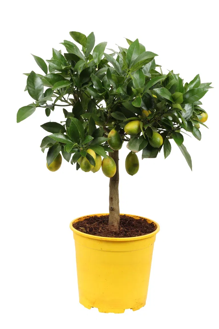 Citrus Limequat stem 19 cm