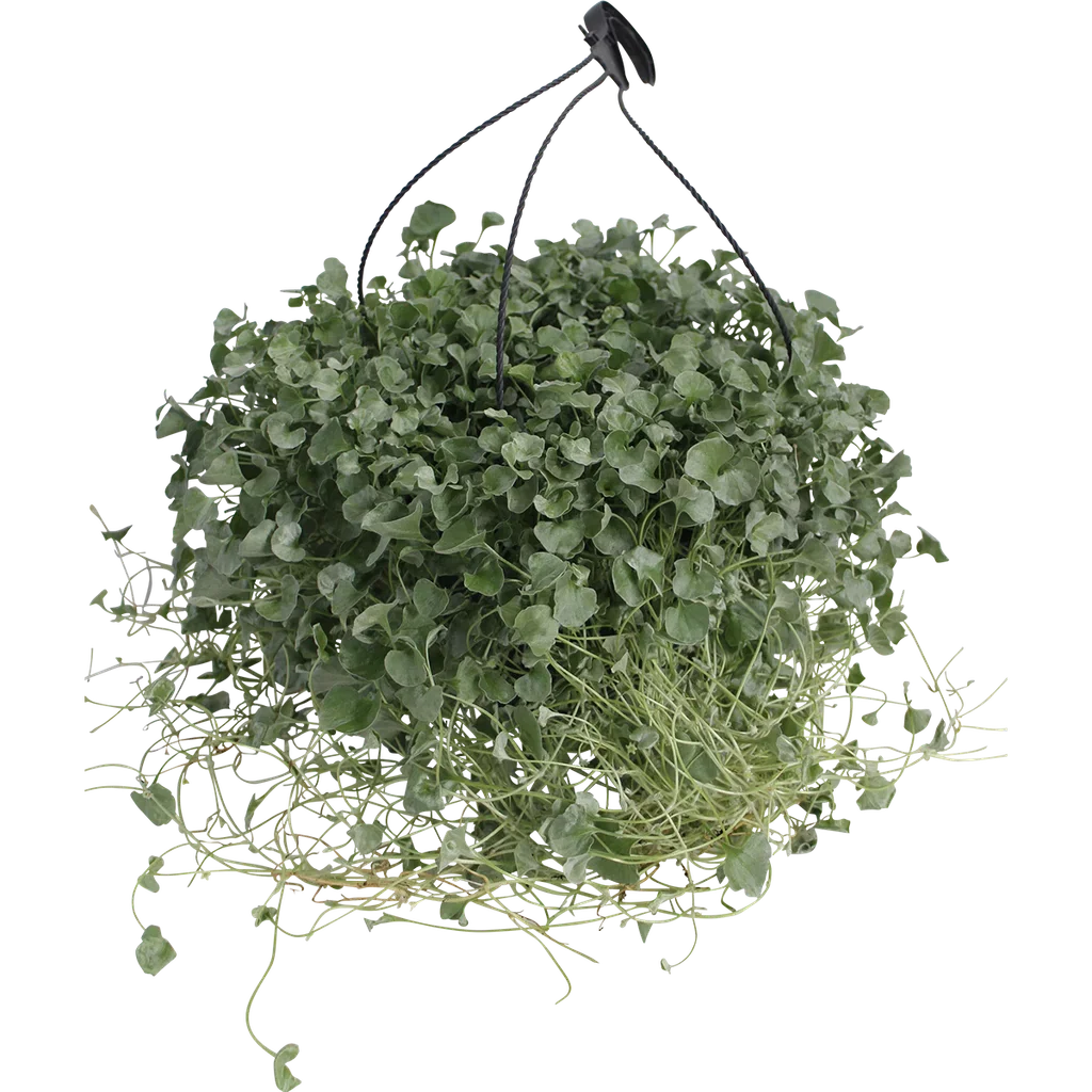 Dichondra 'Silverfall'  h. basket 25 cm