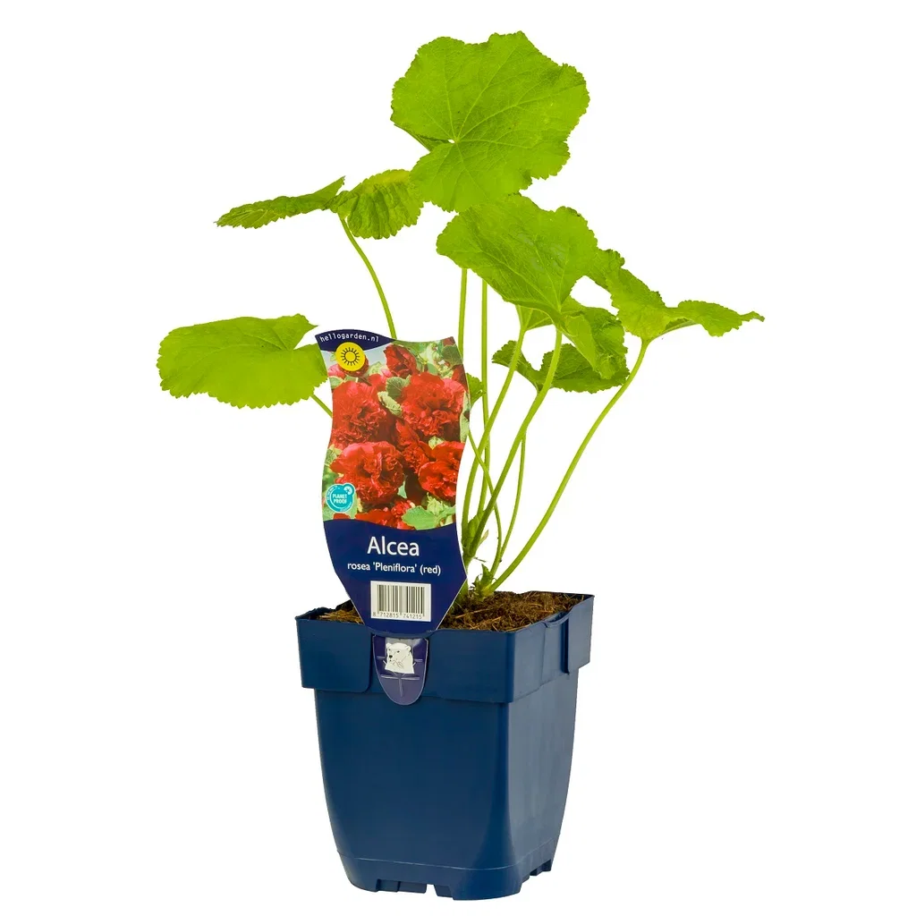 Alcea rosea 'Pleniflora' Red
