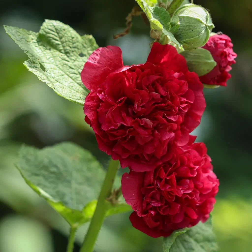 Alcea rosea 'Pleniflora' Red