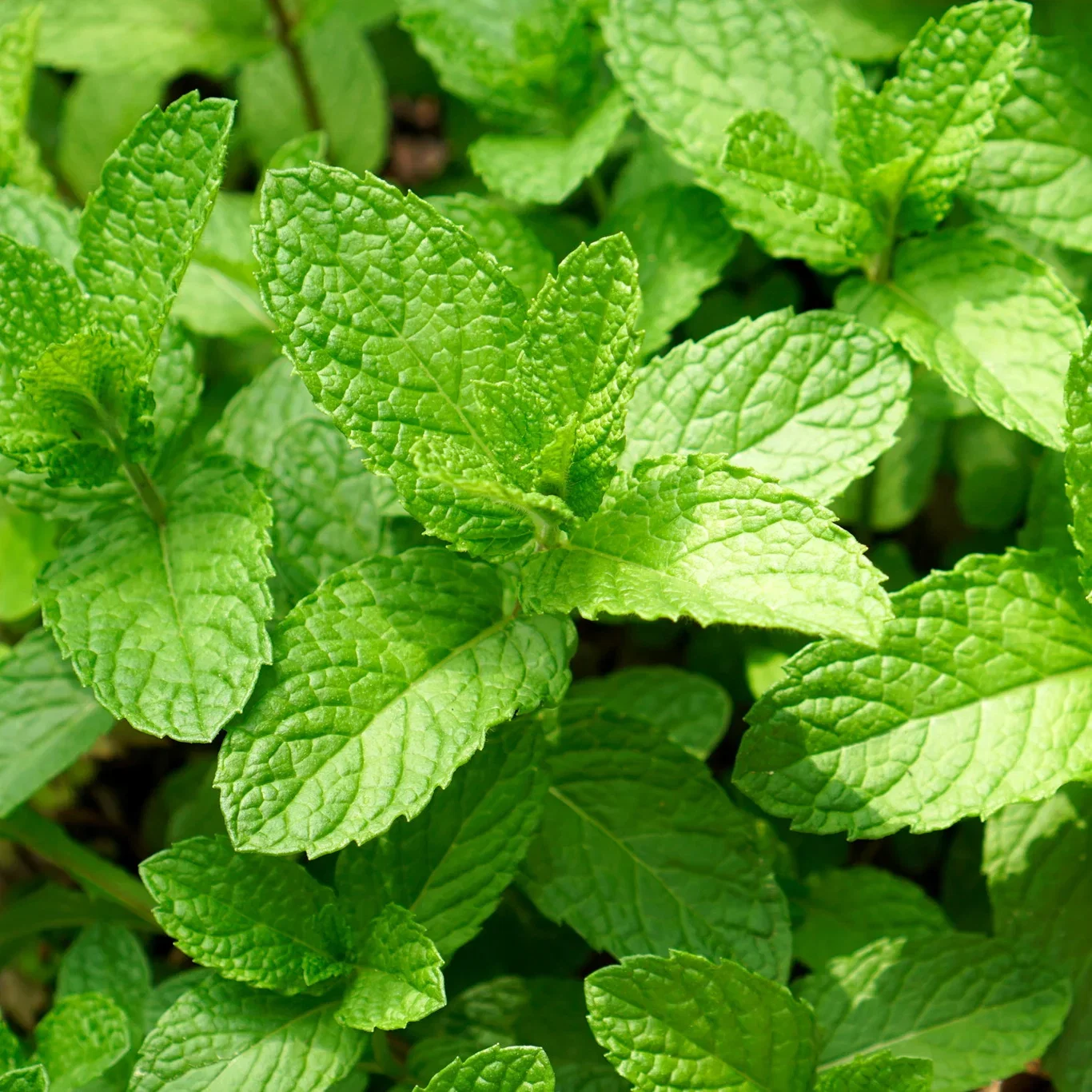 Mentha rotundifolia 'Apple Mint'