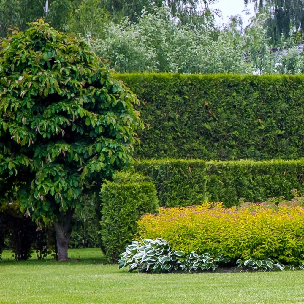 Thuja occ. 'Brabant' 140-160cm 12L