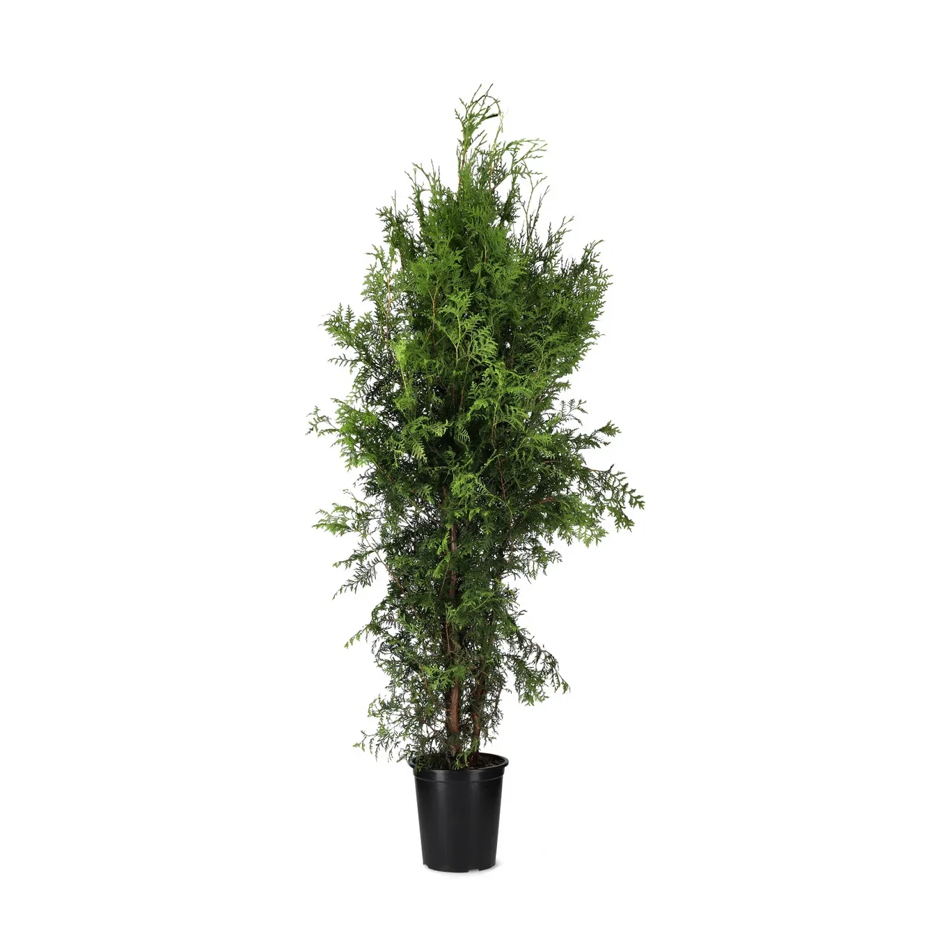 Thuja occ. 'Brabant' 140-160cm 12L