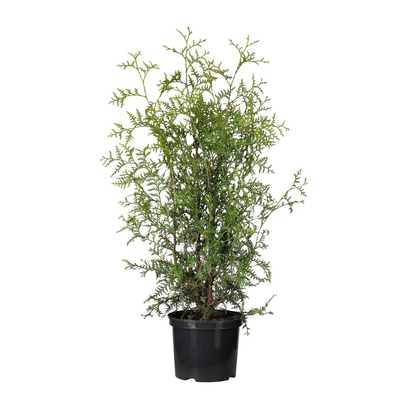 Thuja occ. 'Brabant' 80-100cm 5L
