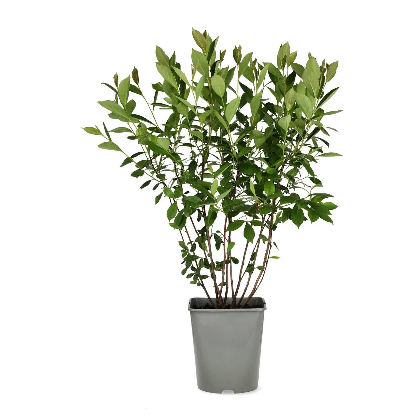 Aronia melanocarpa fk MOSKVA 23cm