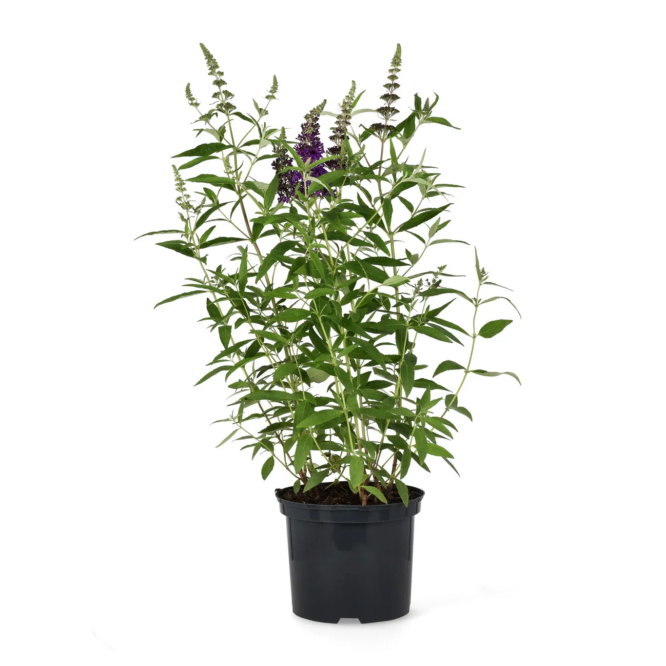 Buddleja davidii BUZZ MIDNIGHT 5L